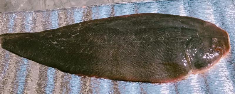 龙利鱼和巴沙鱼的区别,科属、形态特征、分布范围等方面不同