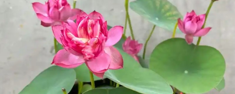 碗莲的种植方法，一年四季都可进行种植