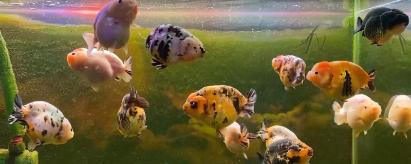 阳台养兰寿金鱼有阳光直射行吗，最好不要让阳光直射