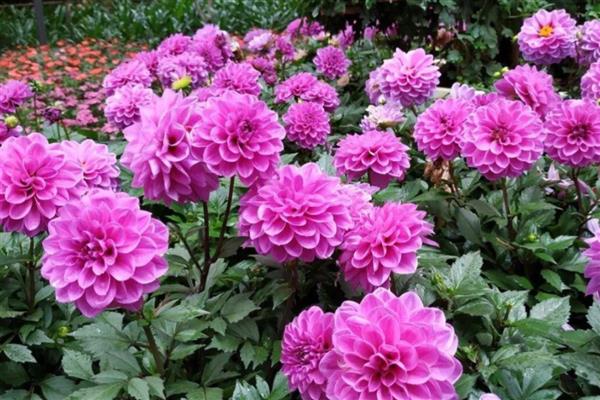 小丽花和大丽花有什么区别，株高、花期、花朵都不同