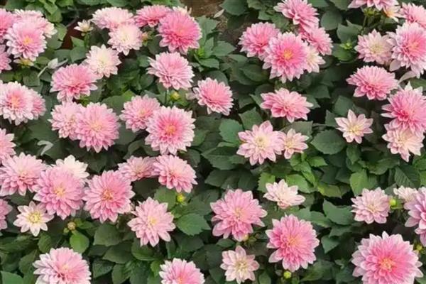 小丽花和大丽花有什么区别，株高、花期、花朵都不同