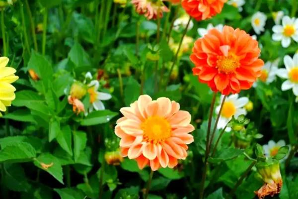 小丽花和大丽花有什么区别，株高、花期、花朵都不同