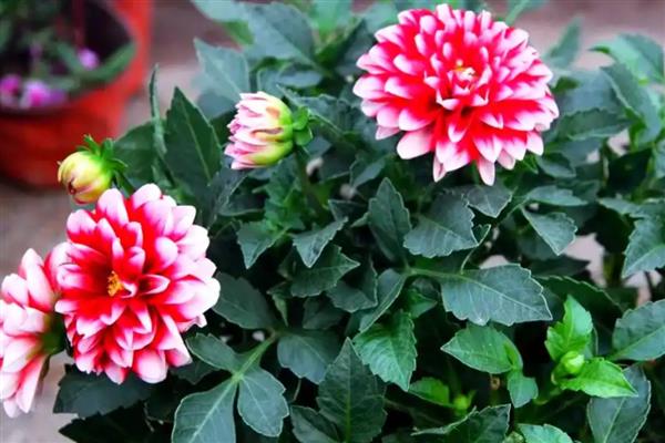 小丽花和大丽花有什么区别，株高、花期、花朵都不同