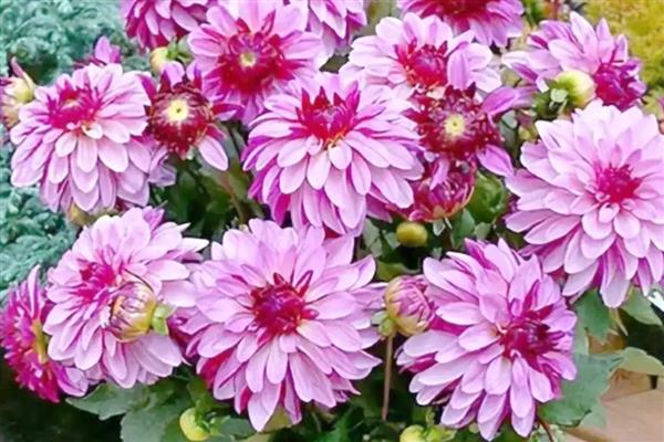 小丽花和大丽花有什么区别，株高、花期、花朵都不同