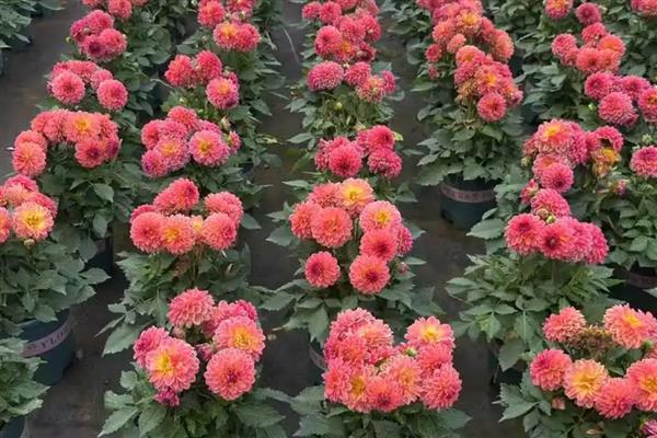 小丽花和大丽花有什么区别，株高、花期、花朵都不同