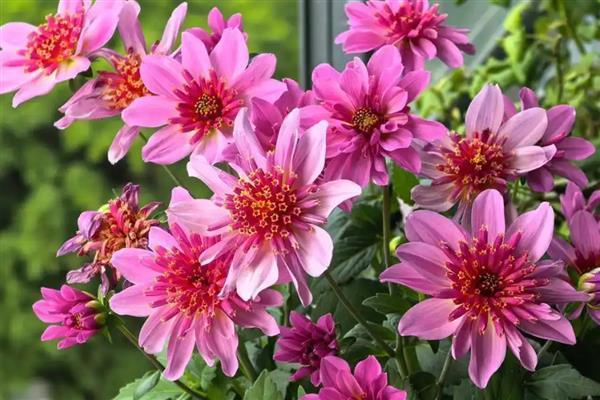 小丽花和大丽花有什么区别，株高、花期、花朵都不同