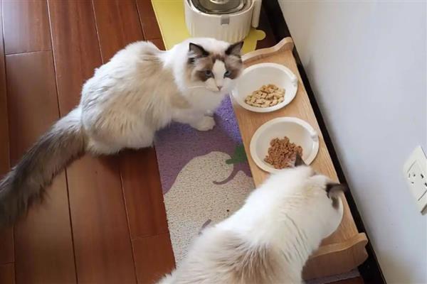 隔多久喂一次猫条,每隔2-3天喂一次