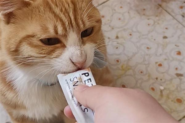 隔多久喂一次猫条,每隔2-3天喂一次