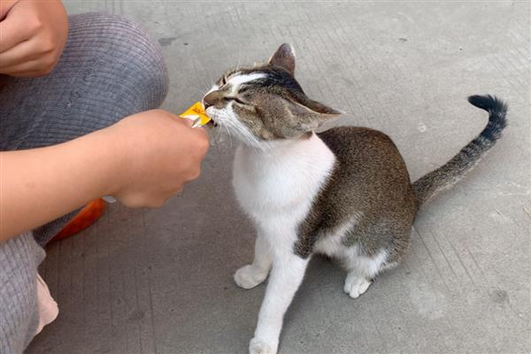 隔多久喂一次猫条,每隔2-3天喂一次