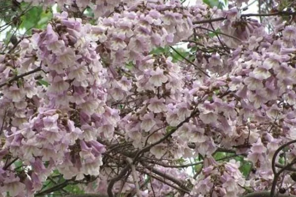 泡桐花的花语是什么,寓意永恒的守候等