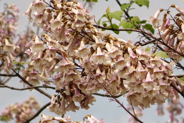 泡桐花的花语是什么,寓意永恒的守候等