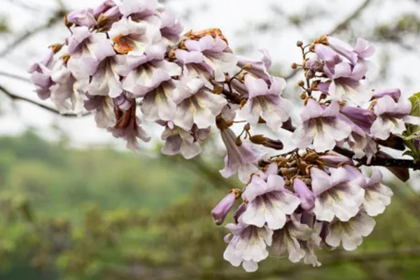 泡桐花的花语是什么,寓意永恒的守候等