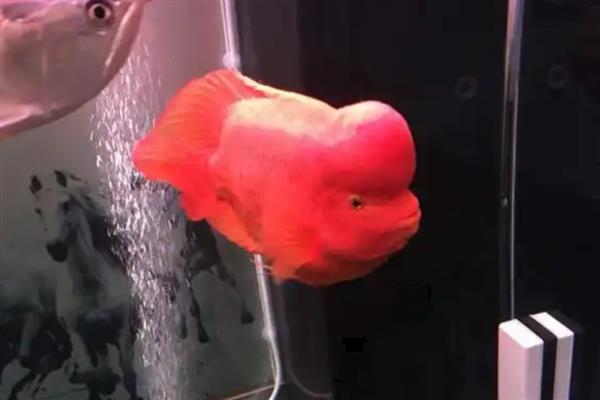 财神鱼的简介,学名叫做血鹦鹉