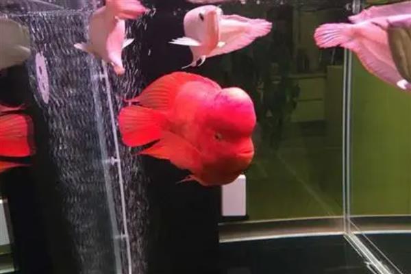财神鱼的简介,学名叫做血鹦鹉