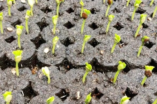 冬瓜的育苗方法,南方地区在春季3-4月份栽种