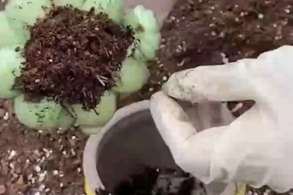 多肉度夏要注意什么,做好遮荫工作避免叶片焉瘪