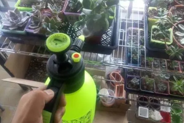 多肉度夏要注意什么,做好遮荫工作避免叶片焉瘪
