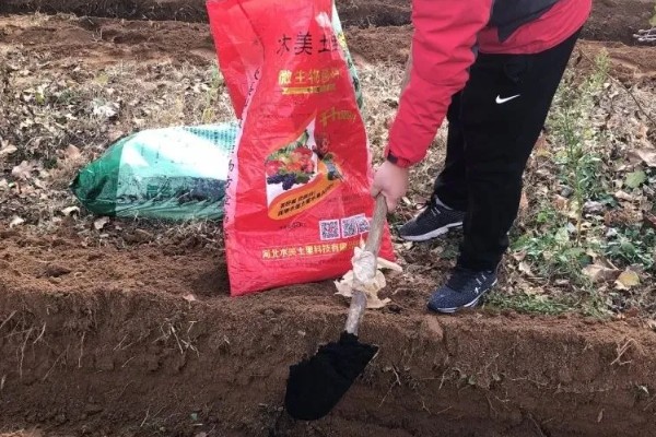 冬瓜的育苗方法,南方地区在春季3-4月份栽种