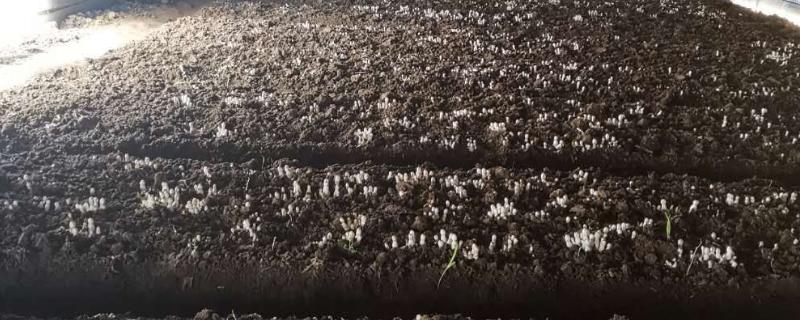 鸡腿菇的高产栽培技术,一年可栽培两季