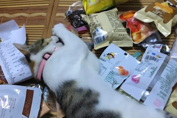 为什么猫换牙期间会嘴臭,可能是牙龈发炎所致