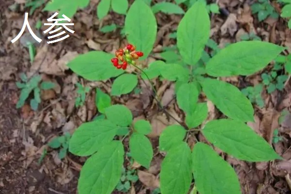 人参和西洋参有什么区别，产地和形状不同