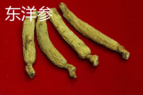 人参和西洋参有什么区别，产地和形状不同