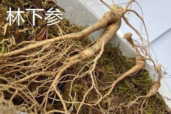 人参和西洋参有什么区别，产地和形状不同