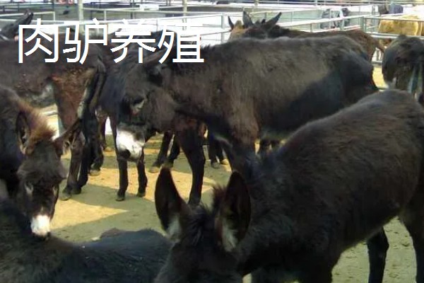 如何找公司合作养殖，可以在网上发布合作信息