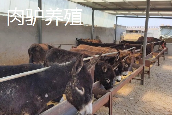 如何找公司合作养殖，可以在网上发布合作信息