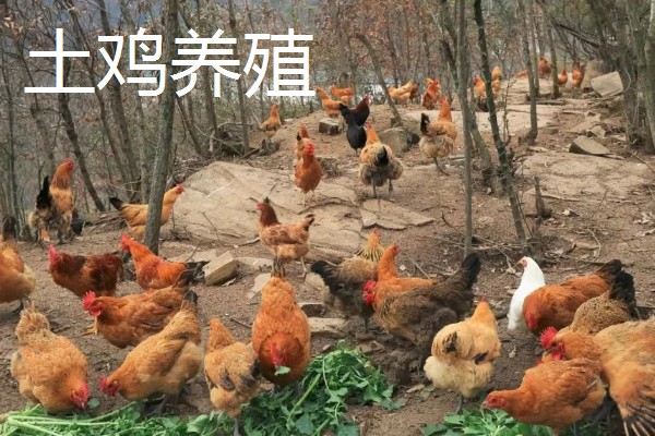 如何找公司合作养殖，可以在网上发布合作信息
