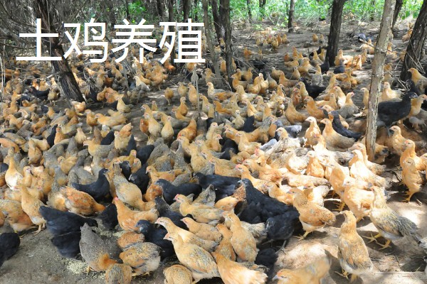 如何找公司合作养殖，可以在网上发布合作信息