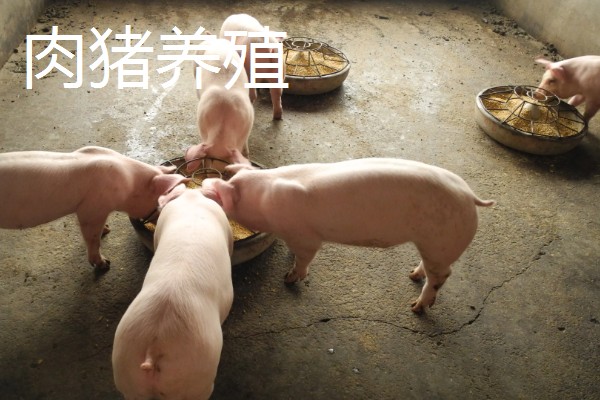 如何找公司合作养殖，可以在网上发布合作信息