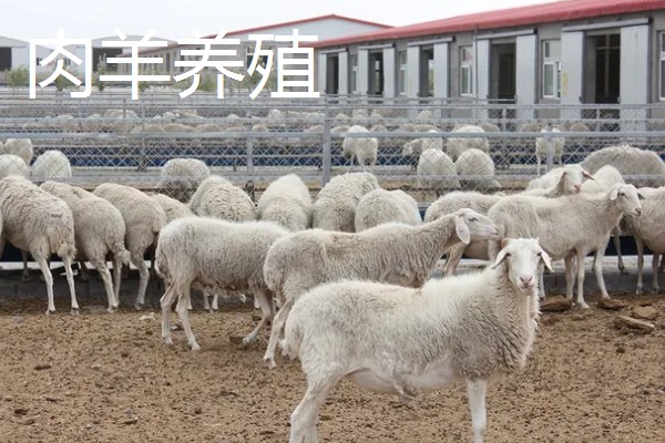 如何找公司合作养殖，可以在网上发布合作信息