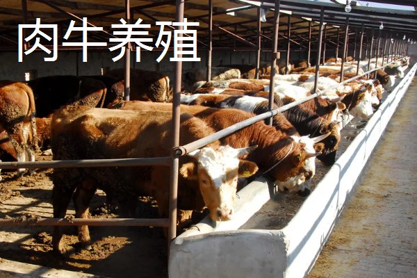 如何找公司合作养殖，可以在网上发布合作信息