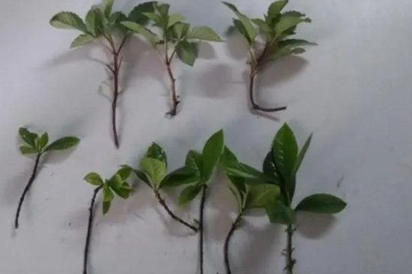 红花檵木如何繁殖,可扦插或嫁接繁殖
