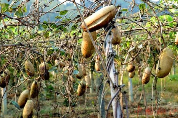 牛卵坨什么时候成熟,8月下旬至11月份成熟