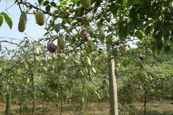 牛卵坨什么时候成熟,8月下旬至11月份成熟