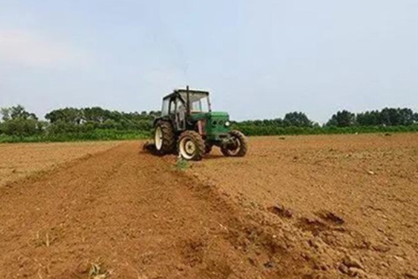 乌塌菜如何种植,播种前需浸种