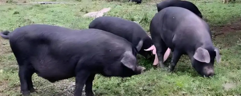 四川省古蔺县的特产，有丫杈猪、牛皮茶等