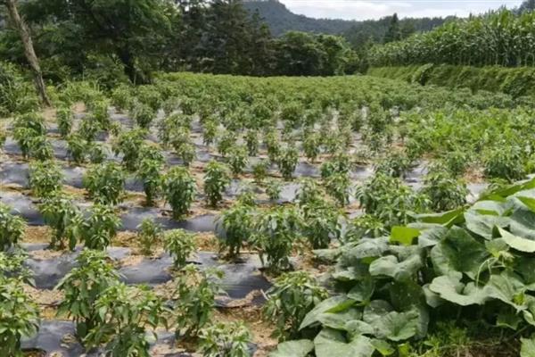 辣椒苗蔫了可以活过来吗，可以存活