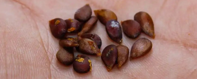 苹果种子怎么种,先进行催芽处理