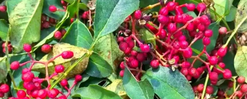 花椒的种植利润,3年后的利润为2500元左右