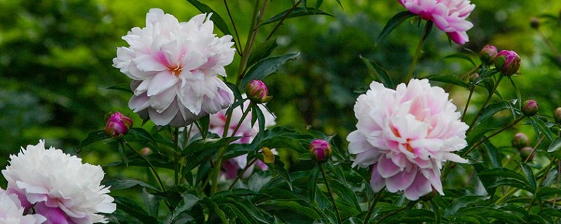 芍药花的养护方法，夏季两到三天浇水一次