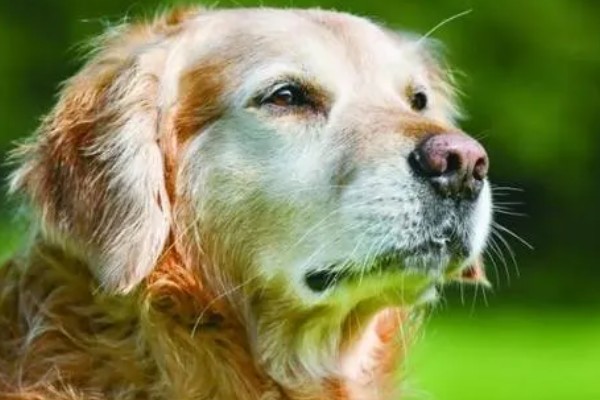 狗狗为什么年纪轻轻就有白毛发,随着年龄增长就会出现