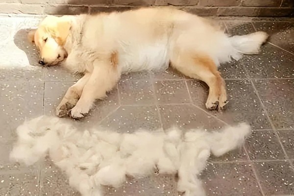 狗狗为什么年纪轻轻就有白毛发,随着年龄增长就会出现