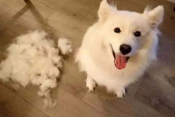 狗狗为什么年纪轻轻就有白毛发,随着年龄增长就会出现