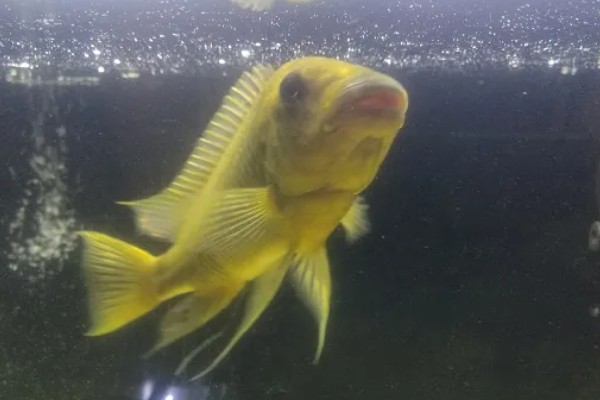 横纹鲷好不好养,饲养难度中等