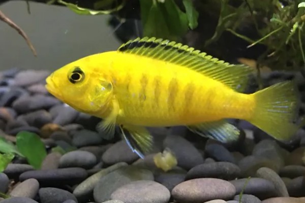 横纹鲷好不好养,饲养难度中等