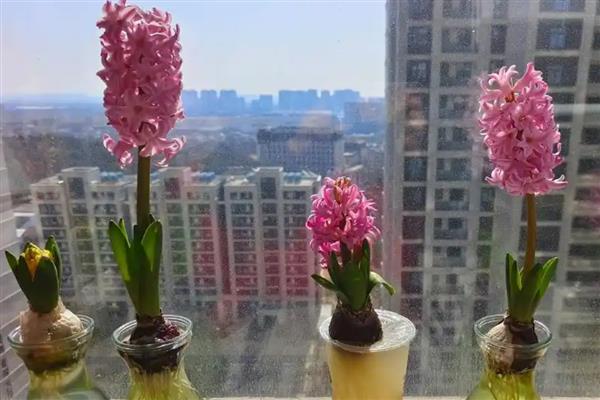 风信子冬天会开花吗,风信子在冬天也会开花