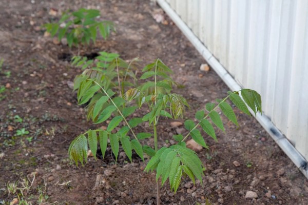 香椿芽苗菜的管理方法,长至5-6厘米时要给予弱光照